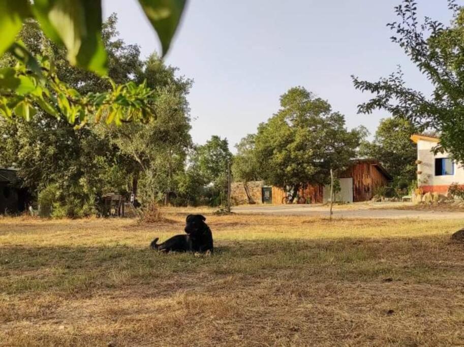 Quinta Terramadome: Dome Incomum & Responsavel Villa Penamacor Bagian luar foto